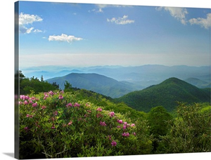 Rhododendron tree flowering, Blue Ridge Parkway, North Carolina