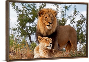 African Lion male and female, Botswana