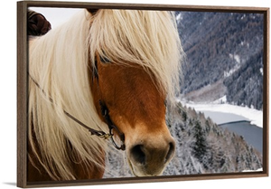 Italy, Trentino-Alto Adige, Alps, Horse randonnee in the forest