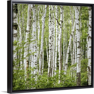 Birch trees (Betula sp.), summer