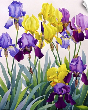 Yellow and Purple Irises