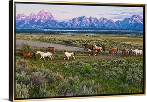 A herd of horses runs in front of the Grand Teton mountain range in rural Wyoming