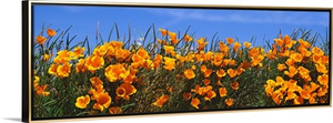 Wild California Poppies Antelope Valley CA