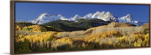 Autumnal view of aspen trees and the Rocky Mountains, San Juan National Park, Colorado