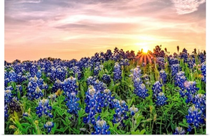 Texas Bluebonnets At Sunset