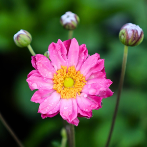 Anemone Pamina