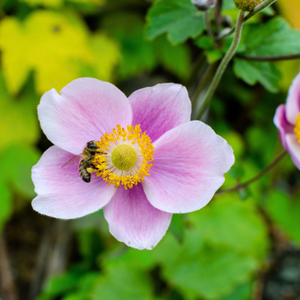 Anemone September Charm