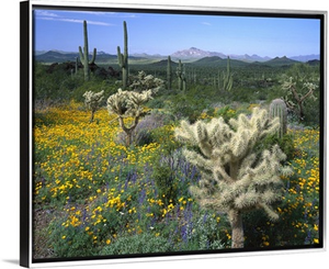 Arizona, Organ Pipe Cactus National Monument