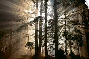 Morning Has Broken