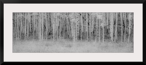 Black and White Birch