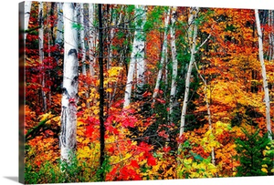 White Bark. Colorful Leaves, New Hampshire