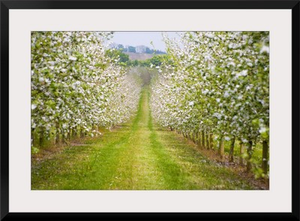 France, Normandy, Apple trees in full blossom in the orchard