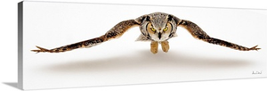 Great Horned Owl On The Hunt