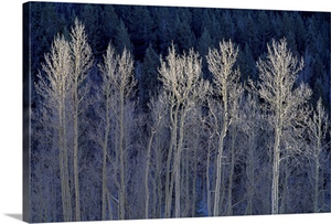Cool Winter