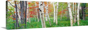 Birch trees in a forest, Acadia National Park, Hancock County, Maine