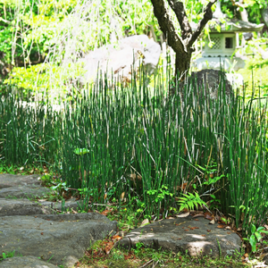 Horsetail Plant