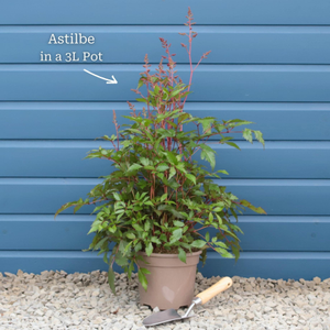 Astilbe 'Spotlight'
