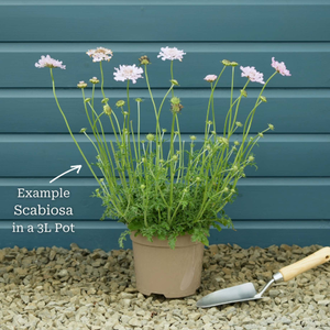 Scabiosa 'Mariposa Blue'