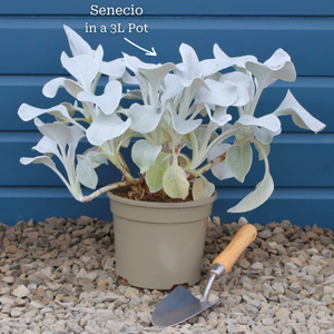 Senecio 'Angel Wings'