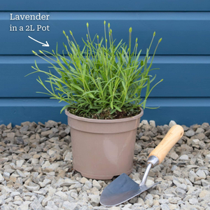 Lavender 'Blue Spear'