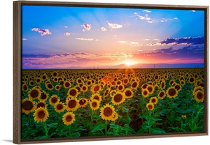 Sunset from sunflower field on eastern plains of Colorado, near Denver.