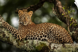 Leopard Lying On Lichen-Covered Branch Looking Back, Maasai Mara National Reserve, Kenya