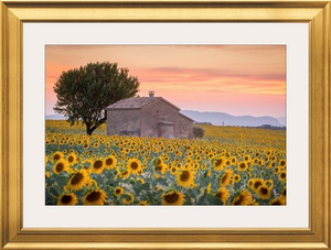 Provence, Valensole Plateau, France, Lonely farmhouse in a field full of sunflowers