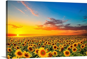 Sunflowers in a field at sunset