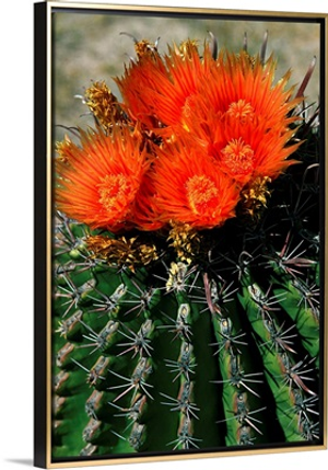Mexico, Baja California Sur, Loreto, In bloom cactus