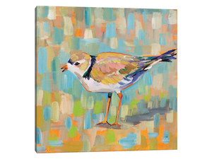 Coastal Plover IV