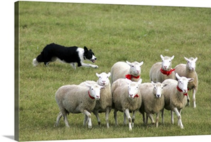 Border Collie herding sheep