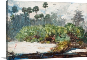 In A Florida Jungle