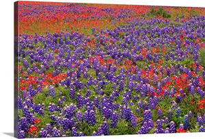 Hill Country wildflowers including Sand Bluebonnets and Paintbrush, Texas
