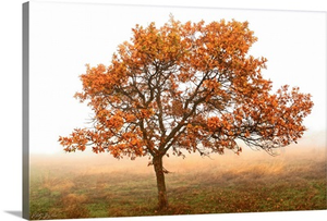 Burning Oak