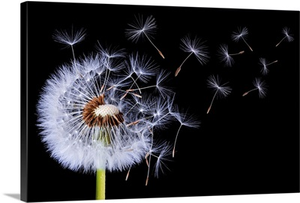 Dandelion Blowing