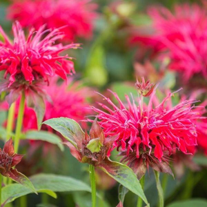 Raspberry Wine Bee Balm