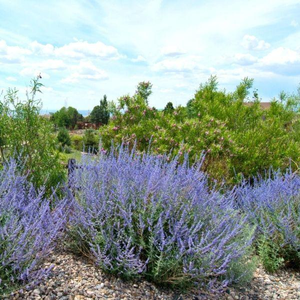 Little Spire Russian Sage