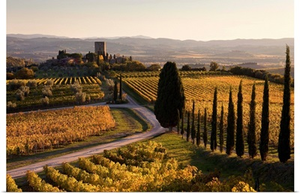 Italy, Tuscany, Brunello wine road, Orcia Valley, Sangiovese vineyards near Montalcino