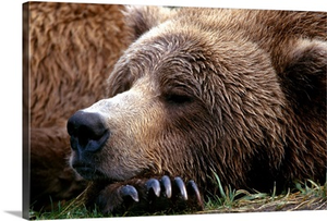 Brown Bear resting Katmai Natl Park Southwest Alaska summer portrait