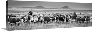 Cattle