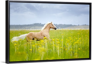 Horse running in field.