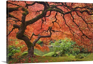 Oregon, Portland. Japanese maple tree next to pond at Portland Japanese Garden