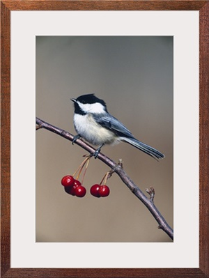 Black-capped chickadee bird perching on branch with cherries, Michigan