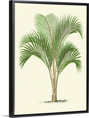 Coastal Palm I