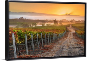 Vineyard Sunrise