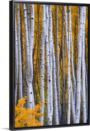 Colorado, Rocky Mountains. Intimate scene of aspen forest in fall