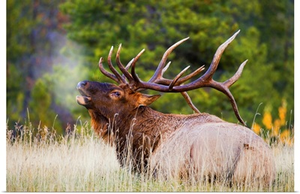 Bull Elk
