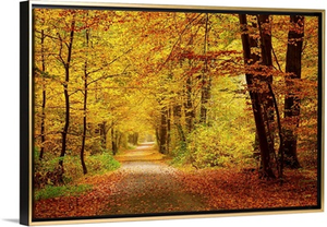 Pathway In Autumn Forest