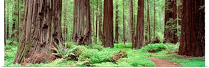 Trail, Avenue Of The Giants, Founders Grove, California