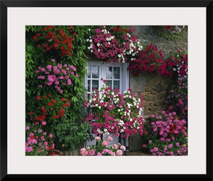 Farmhouse window surrounded by flowers, Ille-et-Vilaine, Brittany, France